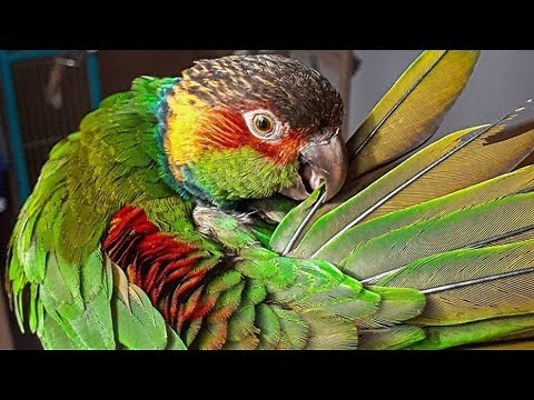 Amazon Parrot Talking | Amazon Parrot Whistling And Singing