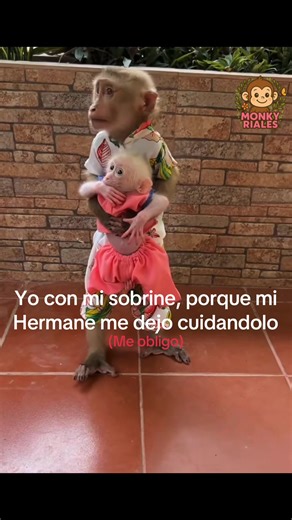 Diviértete con Stickers de Monkey y Humor Familiar