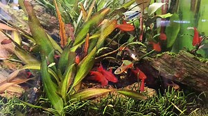 🐟Muzel red Cherry tetra🐟 🐟Margittae Blue🐟 🐟Gold Tetra🐟 🐟Yellow Phantom Tetra🐟 越来越漂亮了 发色😍 | 囧泰水族