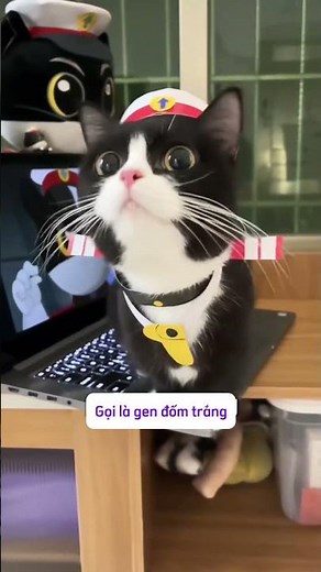 mèo tuxedo (hay Việt Nam còn lại là mèo bò sữa) #thucung #kienthuc #catlovers #dongvat #meow #cute