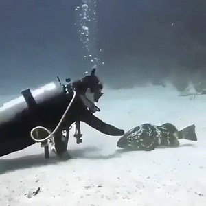 Me if I’d scuba ever again | Spearfishing Reviews