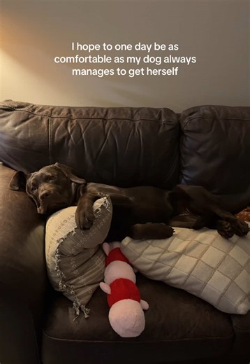 Comfort and Joy: Lessons from My Chocolate Lab