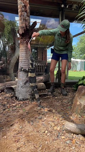 Lace monitors are also known as Tree goannas because of theit abilty to climb! 🦎 #lacemonitor #lizard #animals #wildlfie