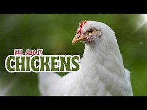 All About Chickens 🐔 | Fun Farm Animal Facts for Kids