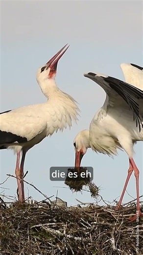 The White Stork – Nature's Master Builder 🐦 | Wild & Wow | WWF Austria