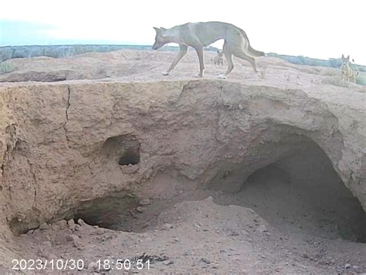 A Female dingo exploring around a Wombat burrow but apparently finding nothing of interest. 🤔 She has 2 pups who are following her and then they all move away to look elsewhere. Notice other Trailcams in the distance. Centre of image and far right. | Wombats SA / Natural History Society of South Australia Inc
