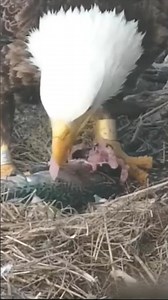 [Ep#2060] - Parent birds brings food to feed the babies in their nest, birds nest daily life #birds