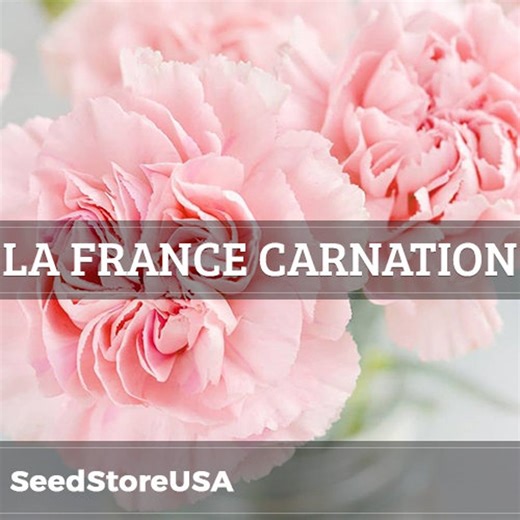 La France Carnation Seeds | Dianthus Caryophyllus | Non-gmo | Flower Seeds | Seed Store | 1252 - Etsy