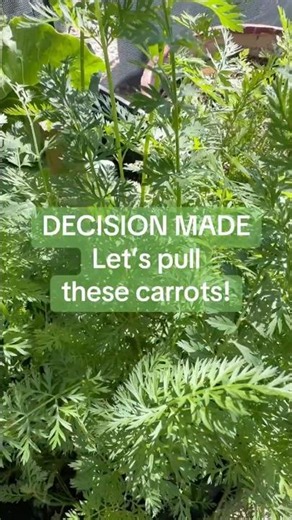 Carrot Harvest — What Actually Came Up (The Good, the Forked, and the Tiny)