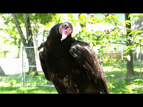 Turkey Vulture