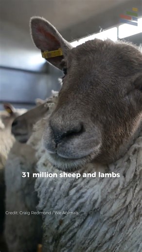 Behind the numbers: The true scale of animal agriculture in the UK