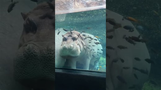 Catch a hippo enjoying a peaceful napping moment