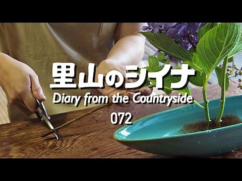 072 Plums, Hydrangeas, Pruning of Crepe Myrtle, Arranging Flowers From the Garden!