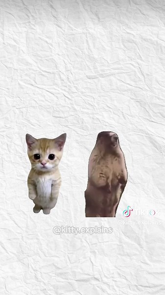 How babies are made, explained by Kitty #cats #catanimation #kittycat #kittyexplains