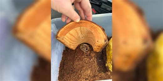 Venomous snake found inside box of bananas at New Hampshire grocery store