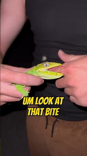 MASSIVE KNIGHT ANOLE BITE!!🦎 #animals #everglades #florida #herping #nature #reptiles #fl #wildlife