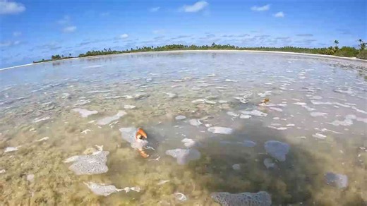 GIANT MUD CRAB! (World Record Search On Remote Islands)