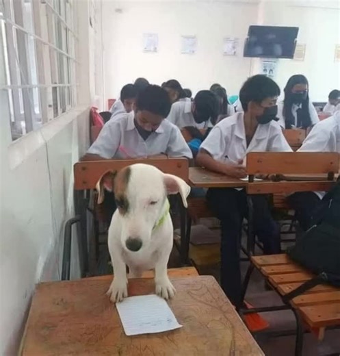 Funny Cowboy Dog and Chicken in Classroom Setting