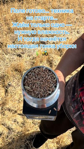 Каждый процент влажности сейчас решает — зайдём раньше, потеряем качество… зайдём вовремя — возьмём максимум урожая.#у#уборка#пшеницаж#жатваа#аграриисельскоехозяйство