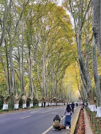 梧桐大道已经进入最佳观赏期#南京 #南京旅游攻略 #总要来趟南京吧 #南京梧桐大道 #落叶知秋风渐凉