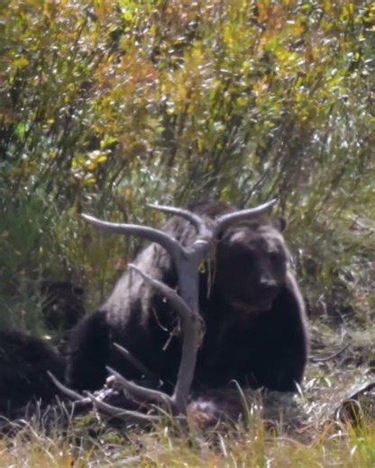 "Big Red" Grizzly Bear overstuffed from a carcass
