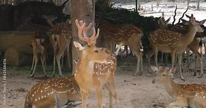 Spotted Taiwanese deer, Safari Phu Quoc Vietnam Red Deer, Walking Across Forest Meadow, Deer Herd and Forest in the Background, Close Up CInematic Slow Motion