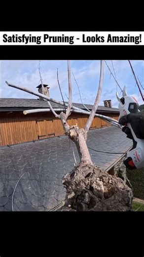 Satisfying Tree Pruning with Stihl Electric Shears! ⚡ Fast & Efficient🌳
