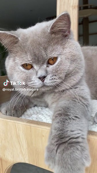 Wynstan: Adorable Lilac British Shorthair Cat