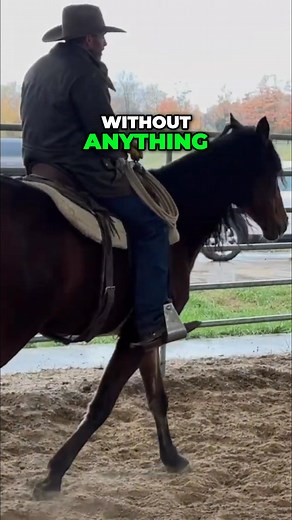 Meet Merlin, a horse now available after his owner passed away. Watch this video to see his impressive training and amazing abilities. He can even ride without a bridle! See him on our website walkinghorses.com #Merlin #HorseForSale #AmazingHorse #HorseTraining #Bridleless | Ed's Walking Horses