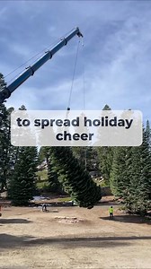 🎄Nevada’s First Capitol Christmas Tree! Meet Silver Belle, a 53-foot red fir from the Carson Ranger District, officially on her way to the U.S. Capitol - but first, she's making a stop at the Nevada Day Parade! 🌲✨ #CapitolChristmasTree2025 Thank you to the U.S. Forest Service-Humboldt-Toiyabe National Forest for inviting us to participate in this historic Capitol Chrismas Tree harvesting event! Safe travels Silver Belle! 💙 Did you know? The U.S. Capitol Christmas Tree initiative is a 55-year