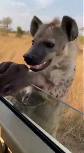 Lionesses Attack Mother Hyena… Baby Crying Plea at Window Will Break You 😢 - #Wildlife #AnimalRescue