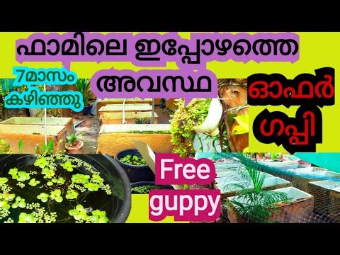 മാസങ്ങൾക്കു ശേഷം ഫാമിലെ ഇപ്പോഴത്തെ അവസ്ഥ| #guppy offer| #farmvideo