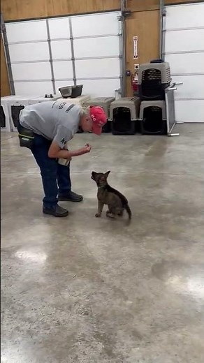 Overwhelming Cuteness Breaks The Internet “Tig” 8 Wk GSD Puppy Get 1.5 Million Views On Instagram