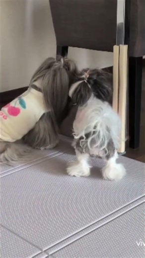2026.3月さくちゃん尻尾フリフリ♪またまたおやつ編♪15歳9ヶ月♪ひめちゃん11歳2ヶ月♪