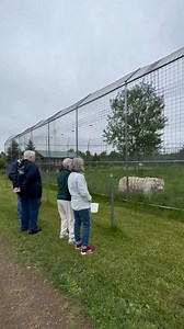 Have you always wanted to visit the cats here at sanctuary?! 📍🧳🐅 We hope you’ll join us for a weekend of self-guided tours, species-specific enrichment, staff chats, and socializing with fellow cat-lovers this September! Everything you see in this video, you could see yourself— you don’t want to miss it 🙀.To explore our ticket options, visit https://new.biddingowl.com/items?QueryAuctionId=37b195e9-369b-40e6-b9ec-a83f5818718b&QueryCategory= All 🎟️ #accreditedsanctuary #lions #tigers #catsanc