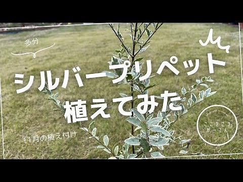 (Probably) Planting Silver Privet