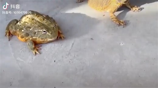 Cute Angry Frog | What's for today