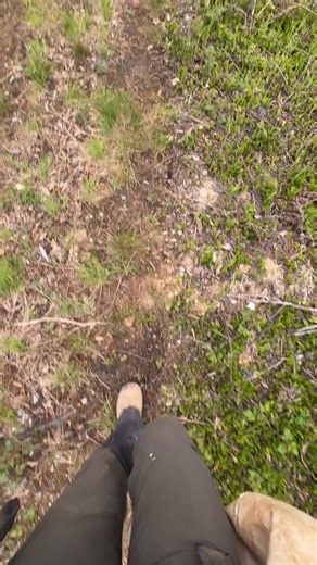 59K views · 4.7K reactions | FAQ #36: How big are the trees you...