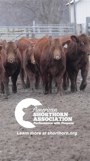 Add Shorthorn genetics to your herd and see the value increase. 💰 ⬆️ | American Shorthorn Association