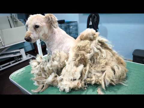 Restoring Dignity to a Neglected Old Dog