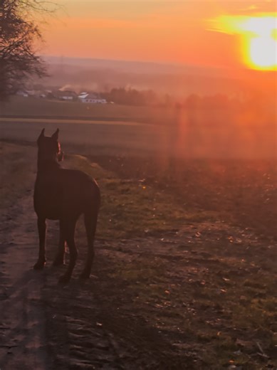 Exploring the Doberman Pinscher: A Loyal Companion