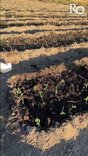 How to start a regenerative farm from scratch : Ruwa organic farm : Growing your own vegetables