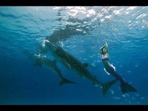 Underwater Mermaid Model swimming with whale sharks in the Philippines