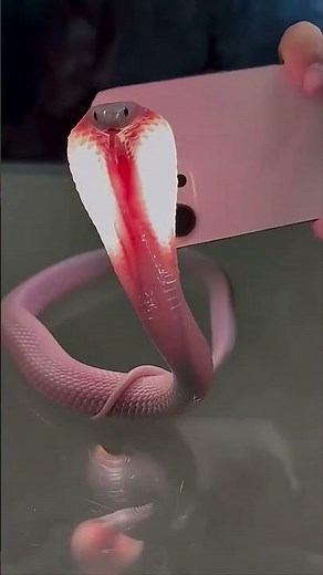 🐍 Pink Cobra నిజమేనా? | Rare Albino Cobra Explained 😲