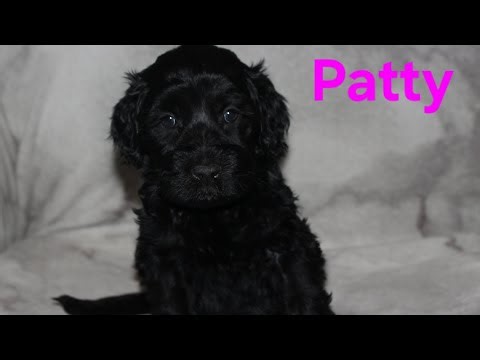 Patty- Puppy Aptitude Testing