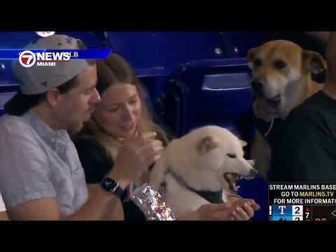 Viral 'Sad Dog' Jonah, Who Watched Another Pup Eat a Hot Dog, Gets Dream VIP Day at loanDepot Park