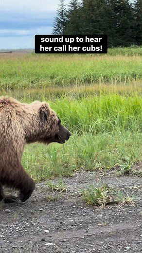 Bears have complex and mostly quiet ways of communicating, usually using body language to convey their message - but occasionally they vocalize. The huffing you hear this momma bear make is a common way for her to call her cubs back closer as they start straying further. This form of huffing is rather gentle and differs from the more assertive “get out of my space” kind of huffs you typically hear about. Nothing to fear here! #brownbear #alaska #offgrid #alaskalife #OffGridLiving #homesteading #