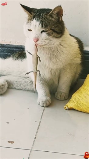 When the Cat Attacks the Bugs!