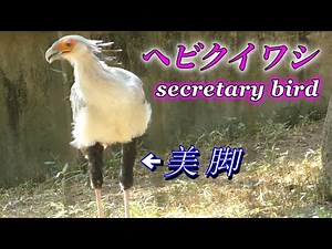 【可愛い動物】ヘビクイワシ 〜美しい脚！強いキック！！けっこう残酷…〜（Secretary bird）