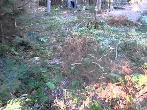 Adirondack Wilderness Hunting Camp